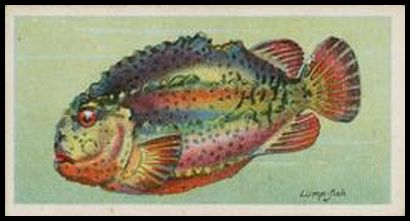 Lump fish